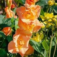 Image result for Gladiolus Olympic Flame
