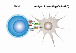 Image result for T-cell Activation Animation