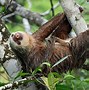 Image result for Sloth Ansa Sun Space