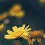 Image result for iPhone Flower Wallpaper 4K