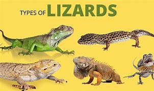 Image result for Lizard Species List