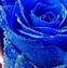Image result for 4K Blue Rose