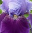 Image result for Iris Louise