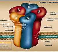 Image result for Gaba Receptors Benzodiazepines