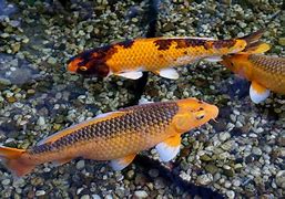 Image result for Goldfish Carp