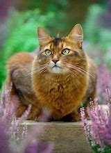 Image result for Red-Brown Cat