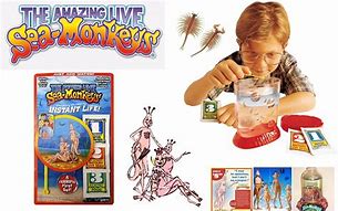 Image result for Sea Monkeys Kit