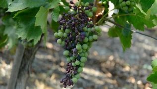 Image result for Grapes sunburn