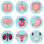 Image result for human human body clipart organ