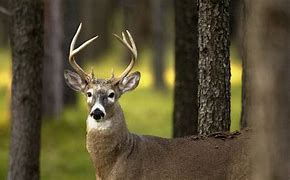 Image result for Michigan Whitetail Deer