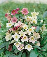 Image result for Helleborus Sifra