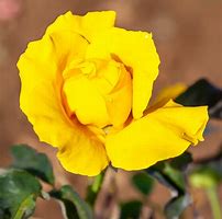 Image result for Show Picture of Rose Midas Touch