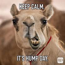 Image result for Cow Hump Day Memes