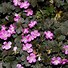 Image result for Geranium Orkney Cherry