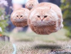 Image result for Floating Cat Meme Wallpaper