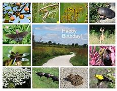 Image result for Nature Birthday Cards