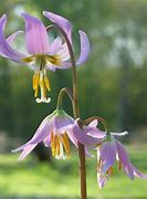 Image result for Erythronium Kinfauns Pink