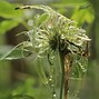 Image result for Clematis tangutica