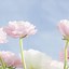 Image result for Flower iPhone 6s Wallpaper