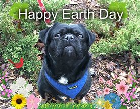 Image result for Earth Day Dog Meme