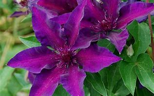 Image result for Clematis Fleuri
