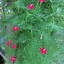 Image result for Cypress Vine in Garden