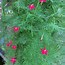 Image result for Cypress Vine Plant