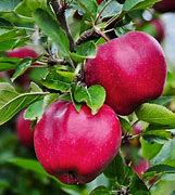 Image result for Place Value Apple Trees Dark Red Apple's