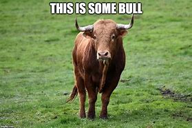 Image result for Bull Cow Meme