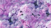 Image result for Pastel Purple Aesthetic Rose