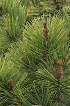 Pinus leucodermis Pirin 4 માટે ઇમેજ પરિણામ