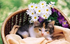 Image result for Calico Kittens in a Basket