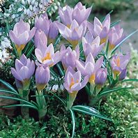 Image result for Crocus Firefly