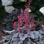 Image result for Heuchera Silver Gumdrop