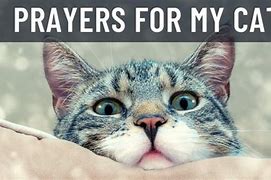 Image result for Cat Prayer Walk