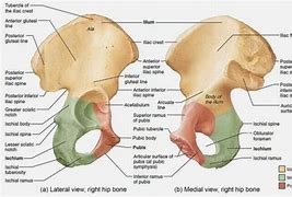 Image result for Pelvic Bone Identification