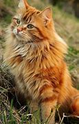 Image result for Long Haired Orange Cat