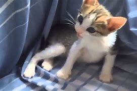 Image result for Funny Cat Videos Ever YouTube