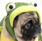 Image result for Dog in Frog Costume