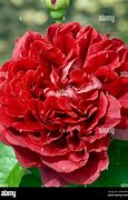 Image result for Rosa The Dark Lady (r)