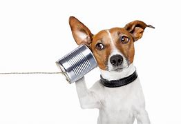 Image result for Phone Pet
