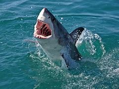 Image result for Great White Shark Breach