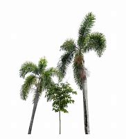 Image result for Palm Trees Alpha Texture