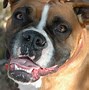 Image result for Types of Boxer Dogs