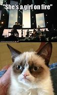 Image result for Lolcats Grumpy Cat