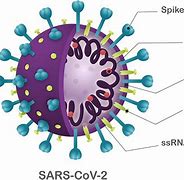 Image result for Covid Virus Images