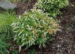 Image result for Itea virginica Sprich