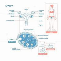Image result for Ovaries Drawing