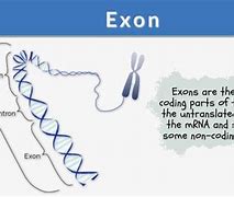 Image result for What Are Exons