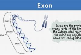 Image result for Rays Genome Exon